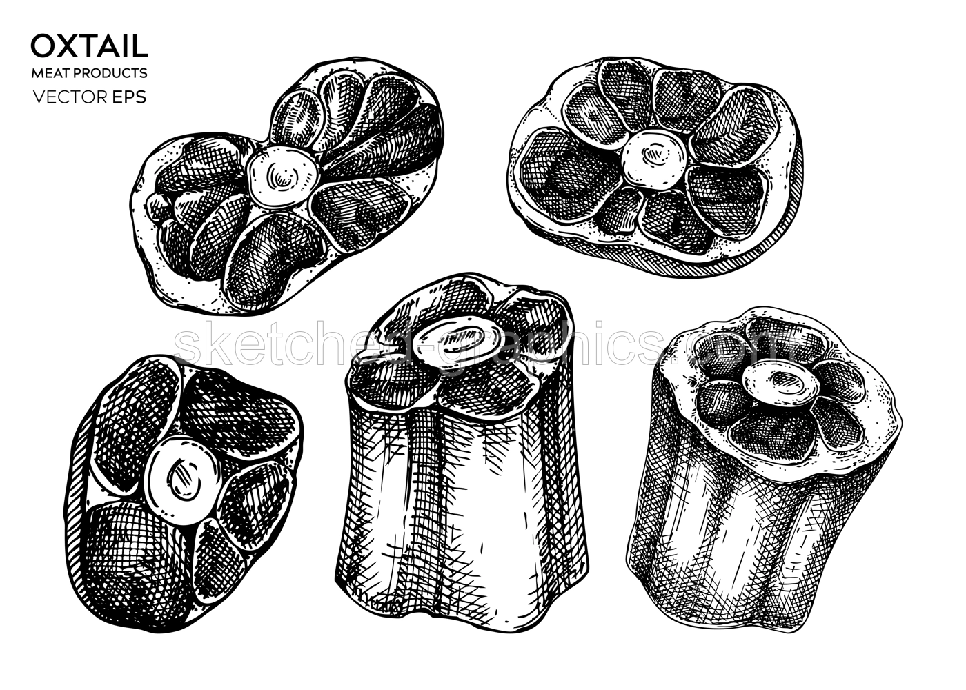 Vector raw oxtail with meat sketches set. Hand drawn tail parts of cattle isolated on white background. Engraved food illustration for butchery, recipes, menu in vintage style.  Illustration
